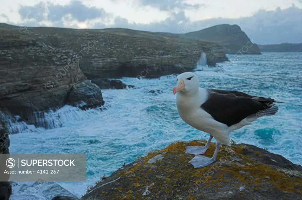 black-browed albatross thalassarche melanophris in coastal habitat falkland islands
