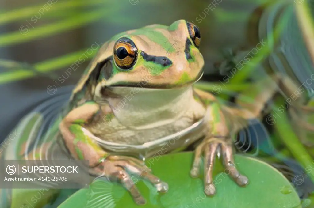 green & golden bell frog litoria aurea on pond vegetation 