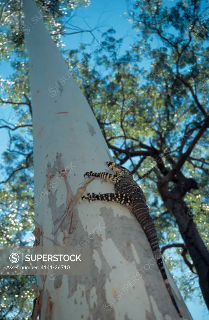 lace monitor lizard varanus varius on trunk of eucalyptus 