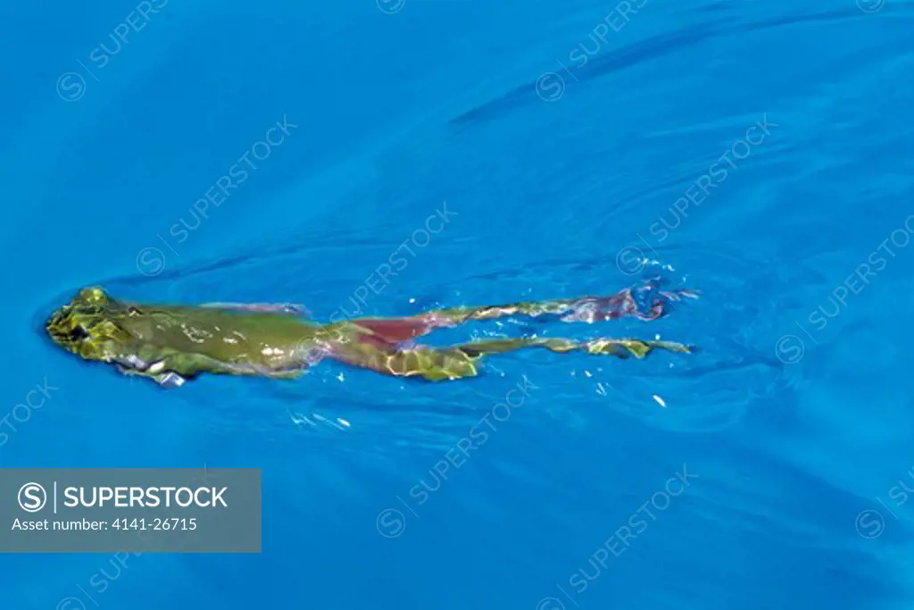 green tree frog litoria caerulea swimming