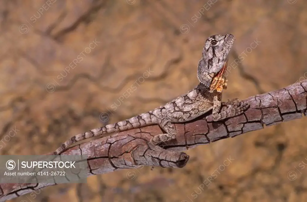 frilled lizard juvenile chlamydosaurus kingii (also called frill-necked lizard or frilled dragon)