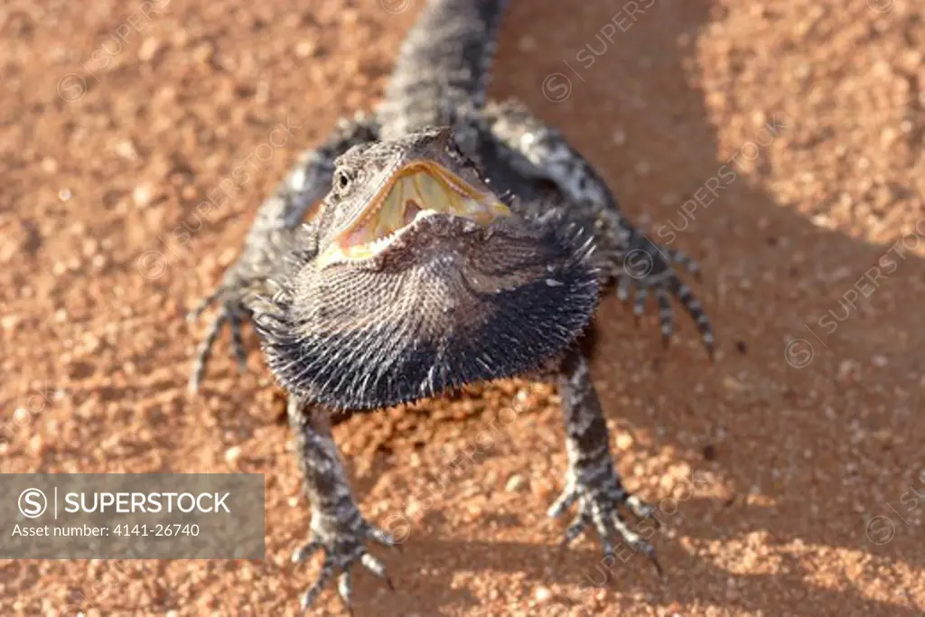 eastern bearded dragon pogona barbata large common australian species