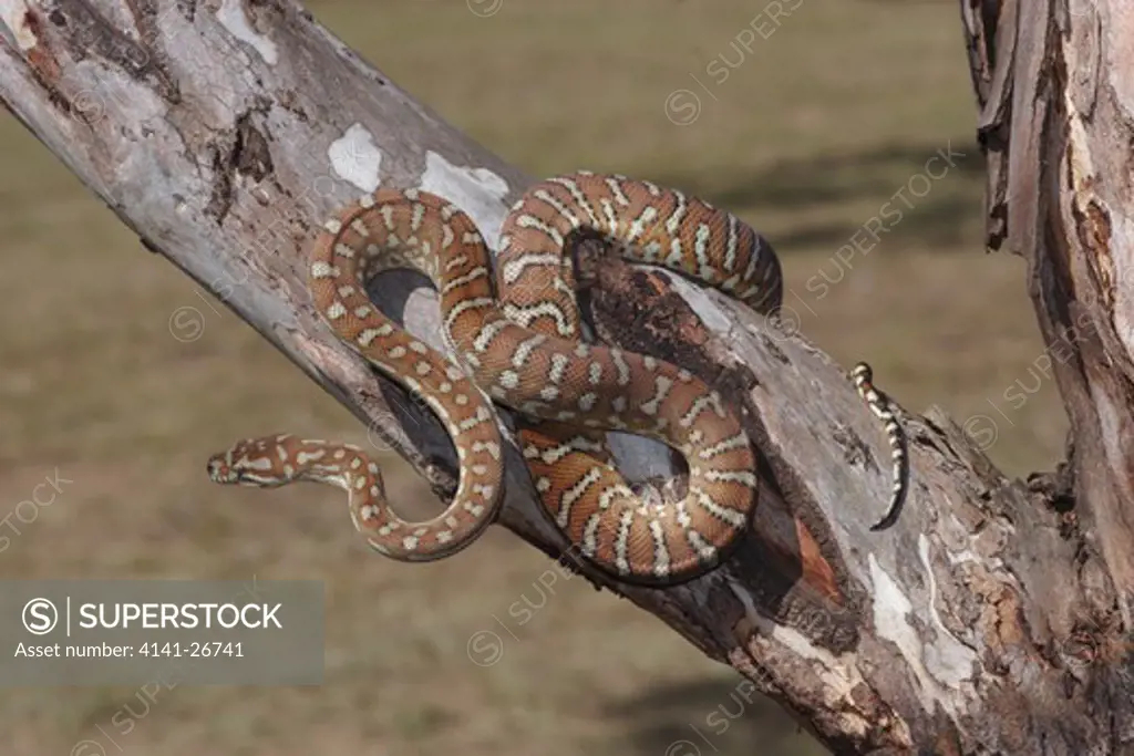 central carpet python morelia bredli species from arid inland australia. also known as centralian carpet python or bredl's python