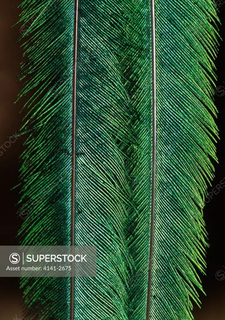 resplendent quetzal male pharomachrus mocinno detail of tail covert feathers 
