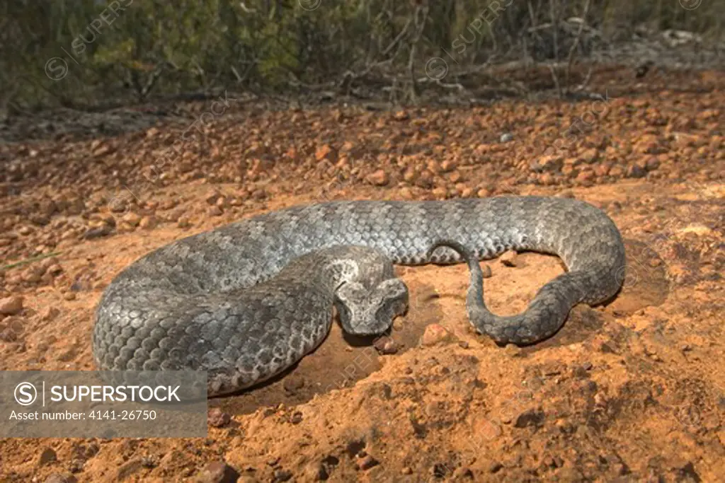 death adder acanthophis antarcticus showing tail which is used as a lure for attracting food