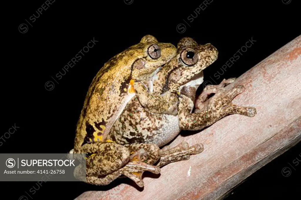 perons tree frog litoria peronii amplexing pair
