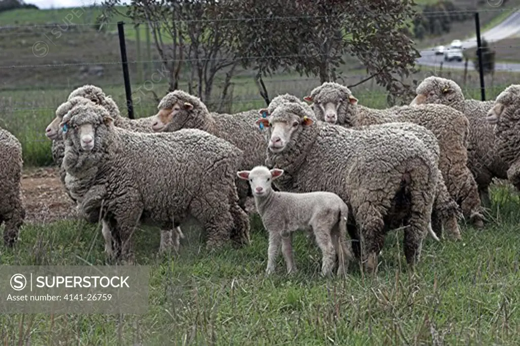 merino sheep ewes with lamb central western new south wales, australia