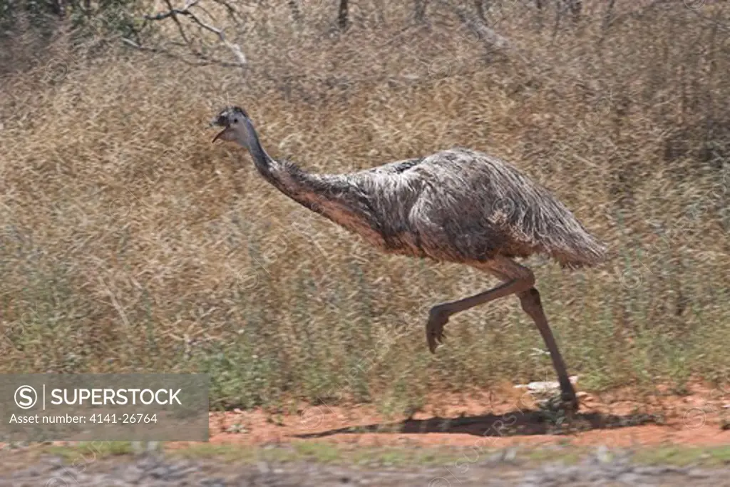 emu running dromaius novaehollandiae