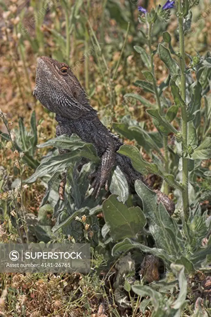 central bearded dragon pogona vitticeps