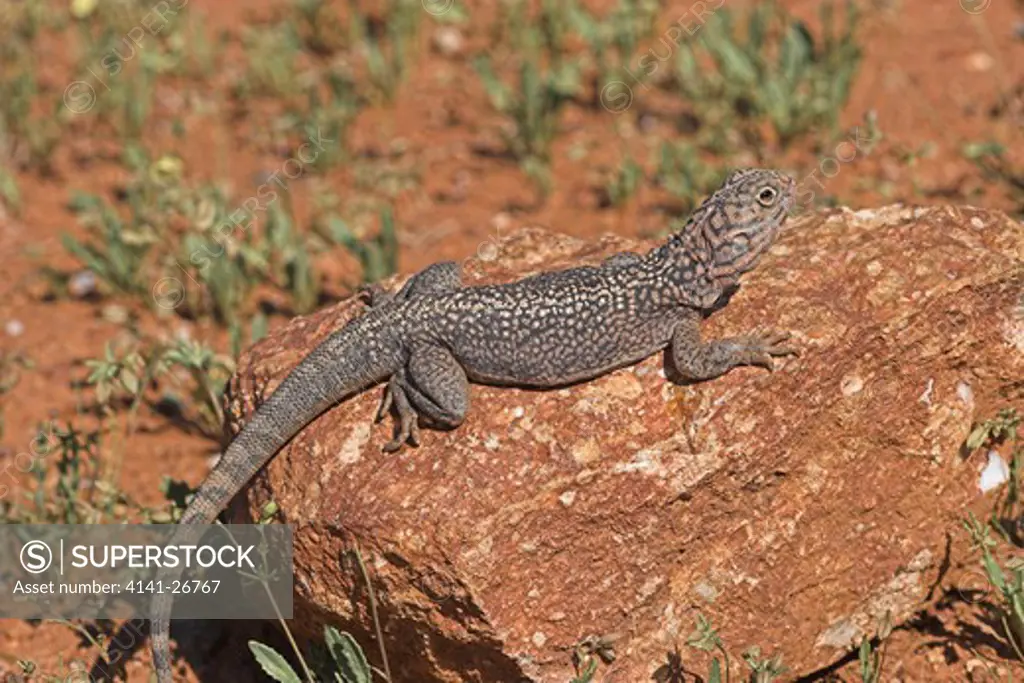 central netted dragon ctenophorus nuchalis lives in burrows. common dragon lizard of inland australia 