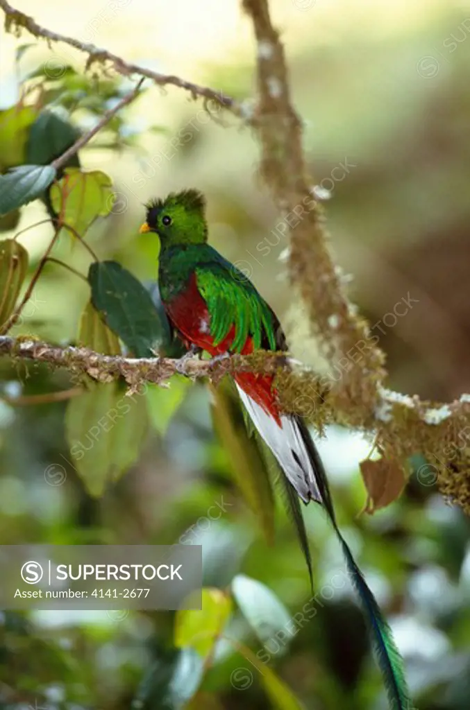 resplendent quetzal male pharomachrus mocinno talamanca range, costa rica 