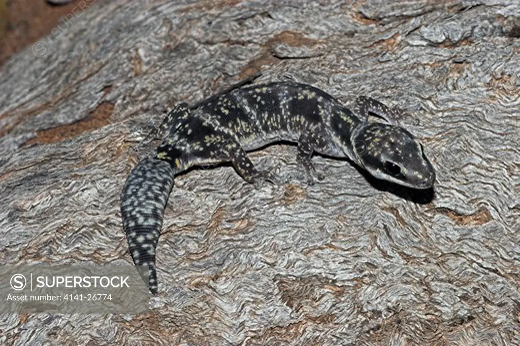 marbled velvet gecko oedura marmorata large arboreal gecko of western new south wales and queensland, australia