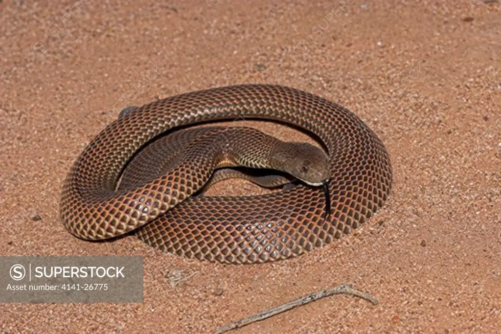 king brown snake or mulga pseudechis australia large, dangerous elapid snake of the black snake family