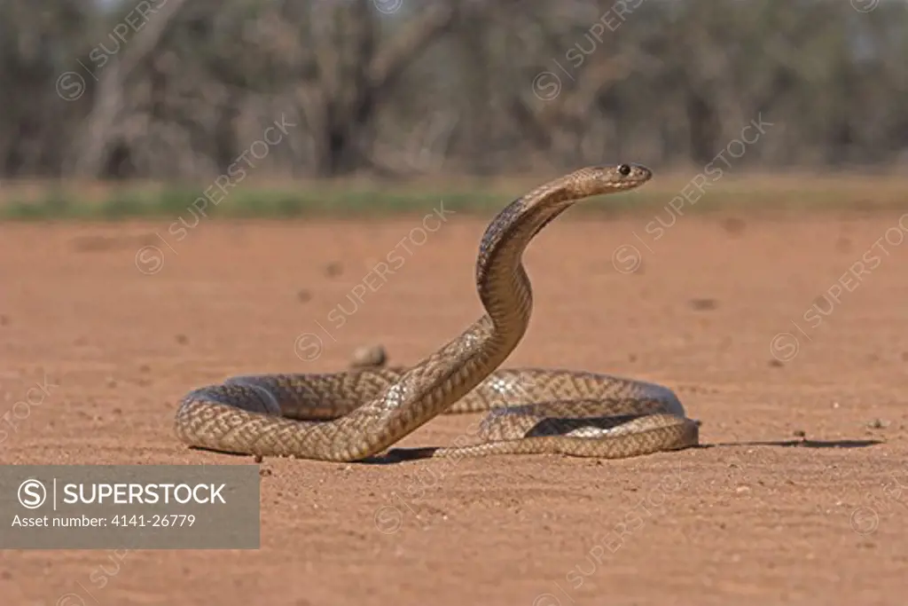 western brown snake pseudonaja nuchalis dangerous elapid from inland regions of eastern states of australia