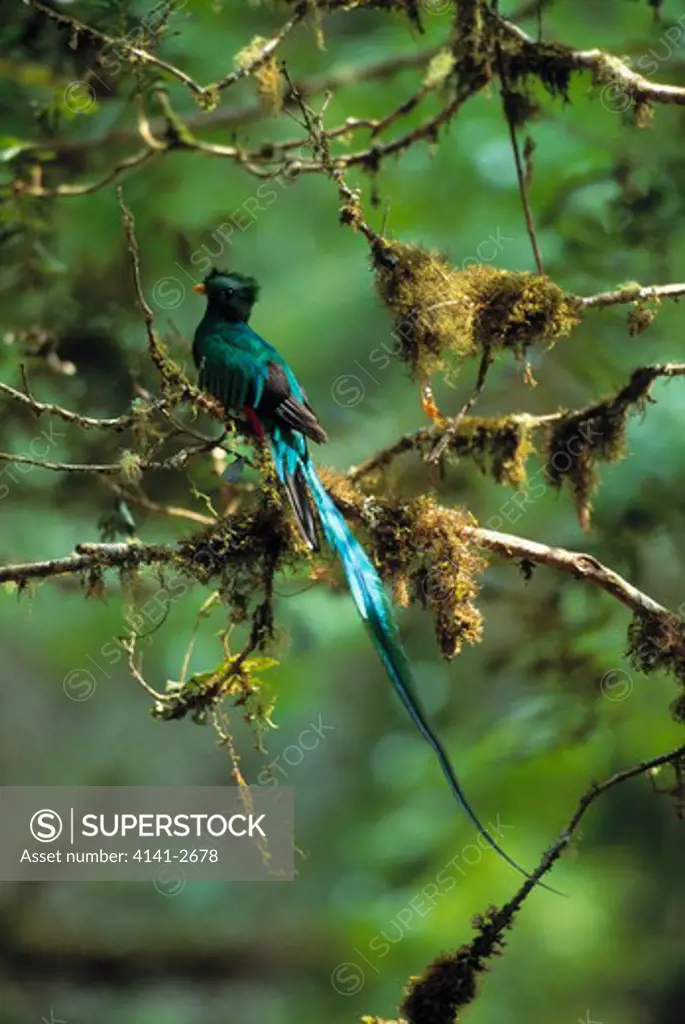 resplendent quetzal male pharomachrus mocinno at 7400 feet, talamanca range, costa rica. endangered.