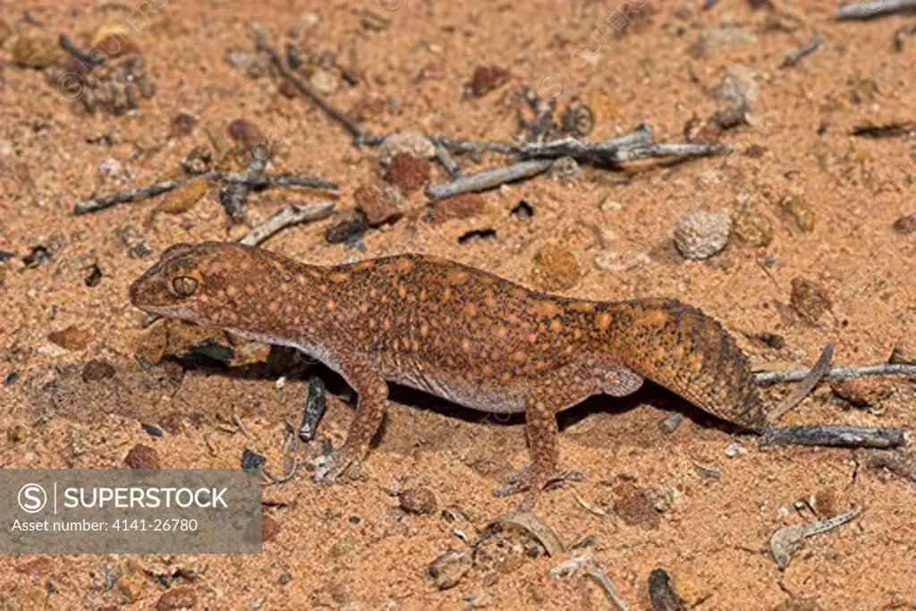 fat-tailed gecko diplodactylus conspicillatus lives in spider burrows and blocked entrance with tail