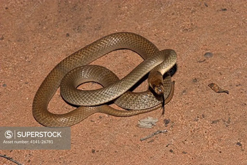 ringed brown snake pseudonaja modesta small species in the brown snake genus