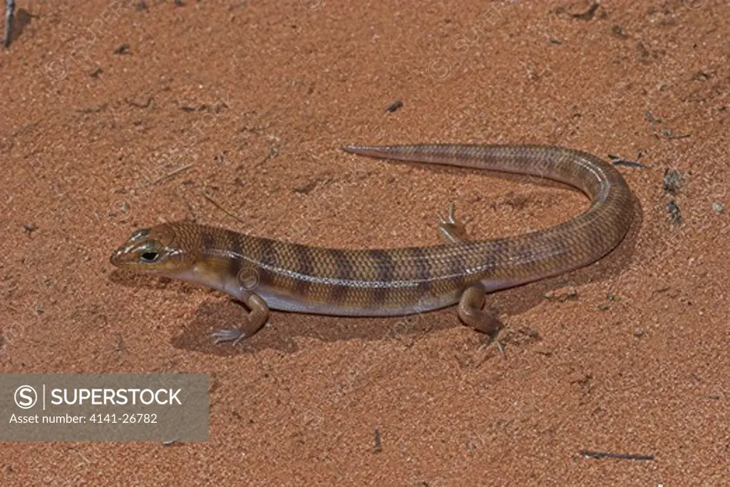 broad-banded sand swimmer eremiascincus richardsonii species living in sand and loose soils or outback nsw and queensland, australia