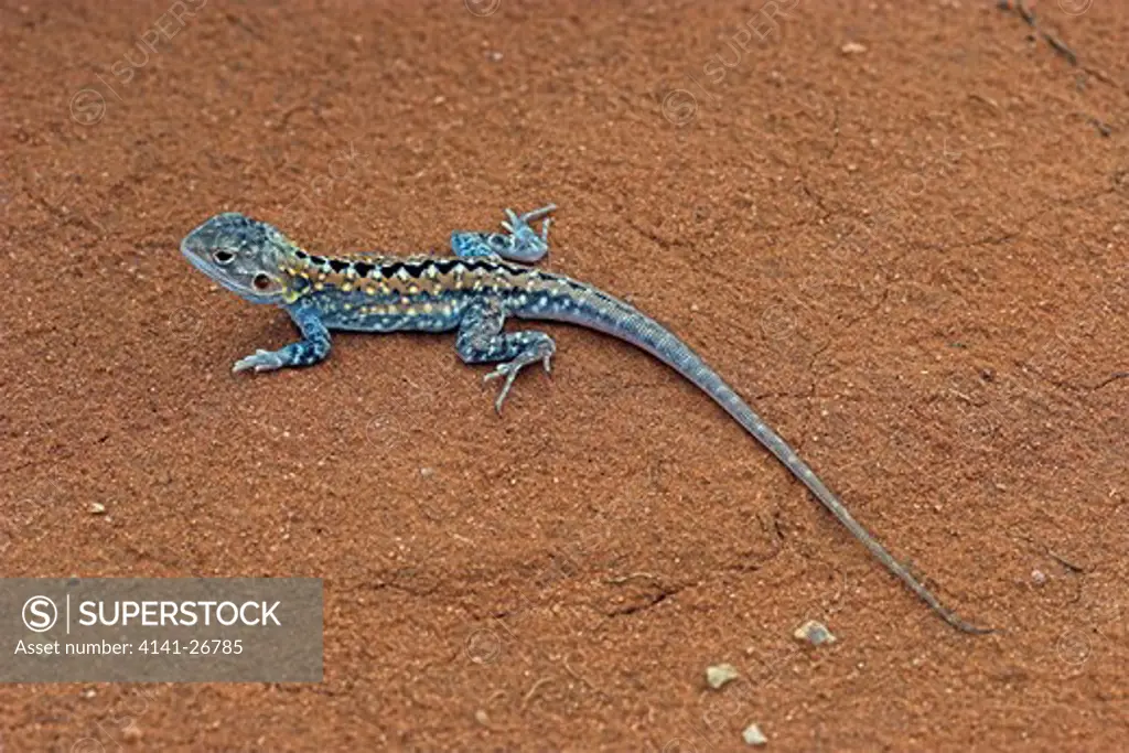 painted dragon ctenophorus pictus brightly coloured, lives in burrows arid australia