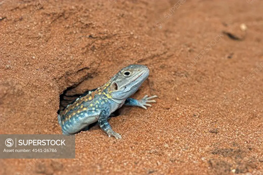 painted dragon ctenophorus pictus brightly coloured, lives in burrows in arid australia
