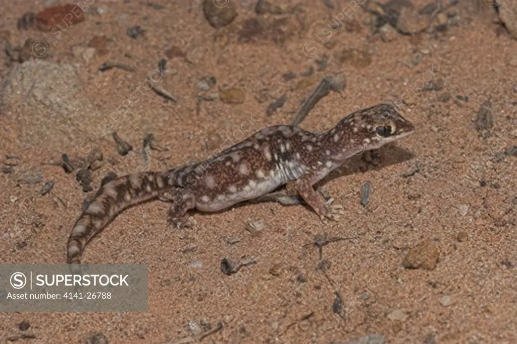 beaked gecko rhynchoedura ornata