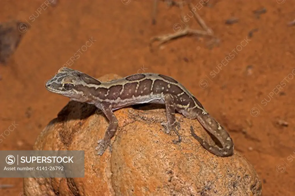 box-patterned gecko diplodactylus steindachneri
