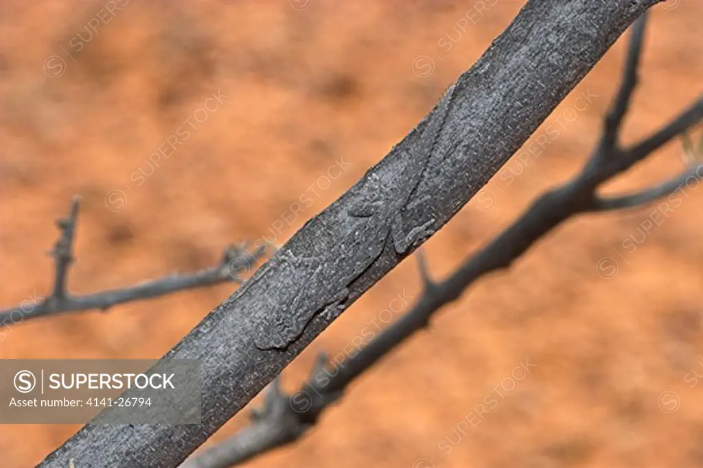 spiny-tailed gecko strophurus cilirais showing camouflage on habitat