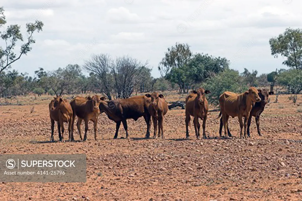 cattle outback queensland