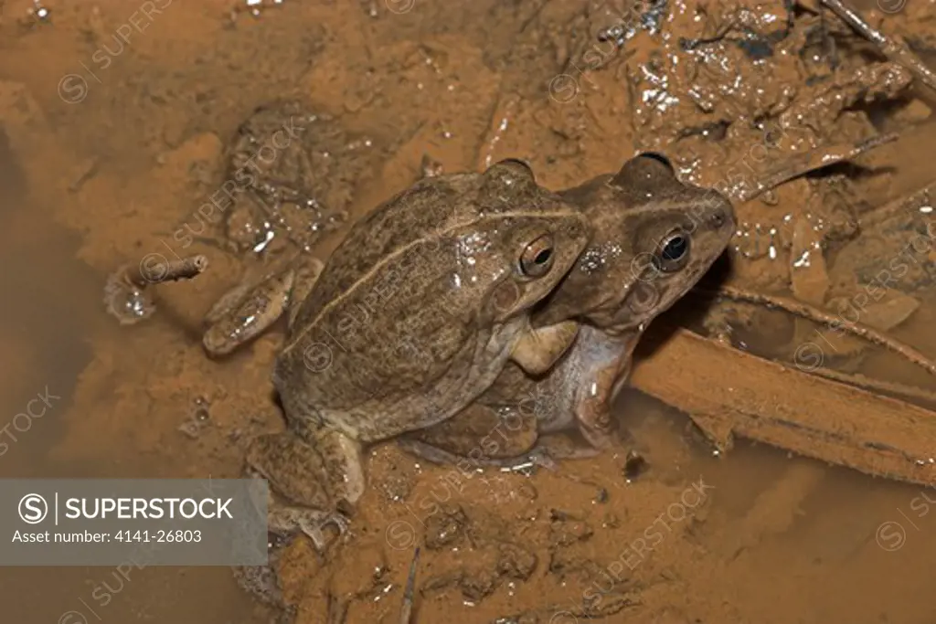knife-footed frog cyclorana cultripes burrowing frog, amplexing pair only seen after heavy rain