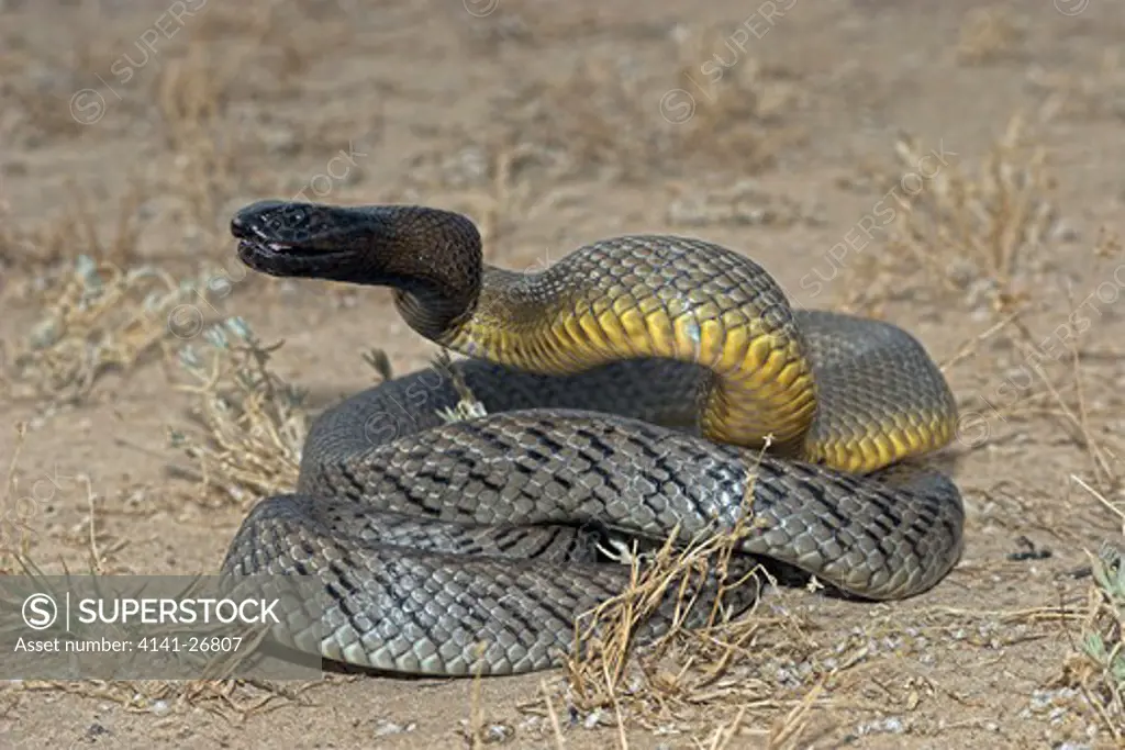 inland taipan oxyuranus microlepidota highly venomous species from channel country of queensland, nsw, south australia and northern territory.