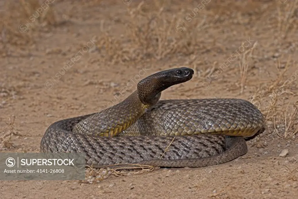 inland taipan oxyuranus microlepidota highly venomous species from channel country of queensland, nsw, south australia and northern territory.
