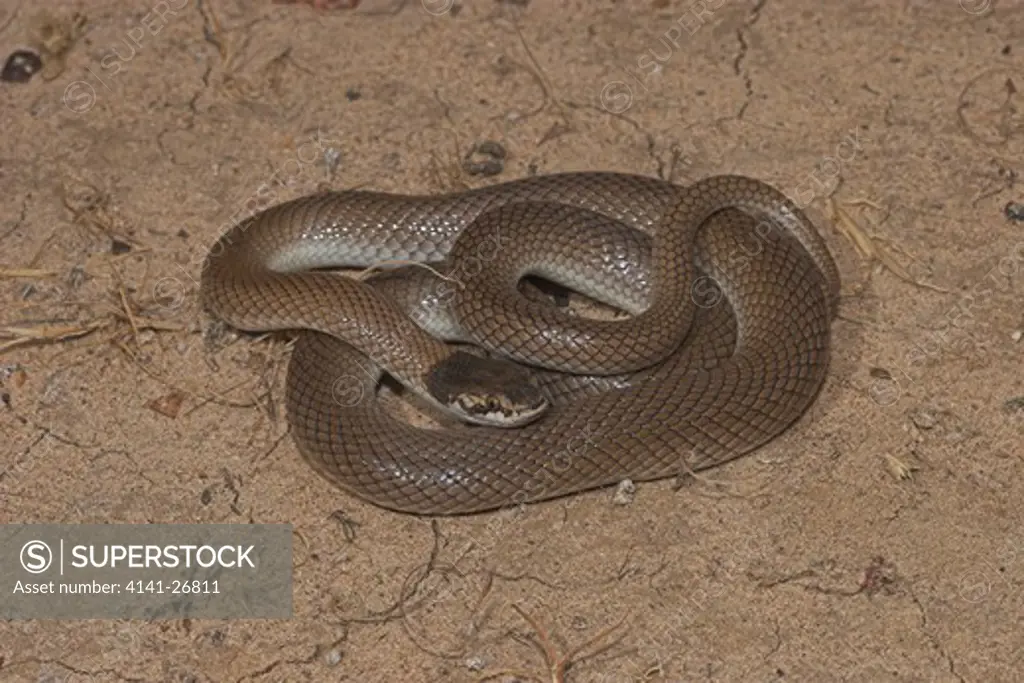 curl snake suta suta small venomous elapid 