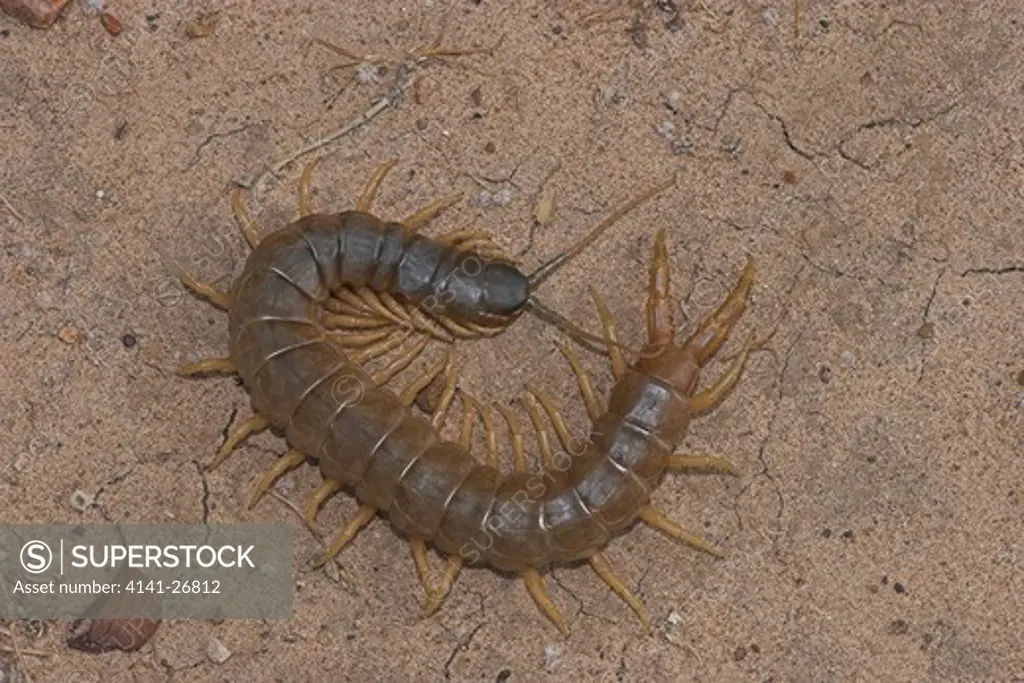 centipede ethmostigmus sp large species from inland queensland