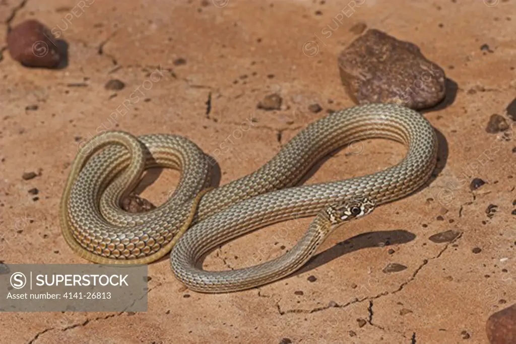 whip snake demansia rubricolla (recently described species from far western queensland)