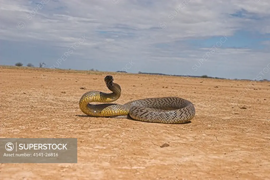 inland taipan oxyuranus microlepidota highly venomous species from channel country of queensland, nsw, south australia and northern territory