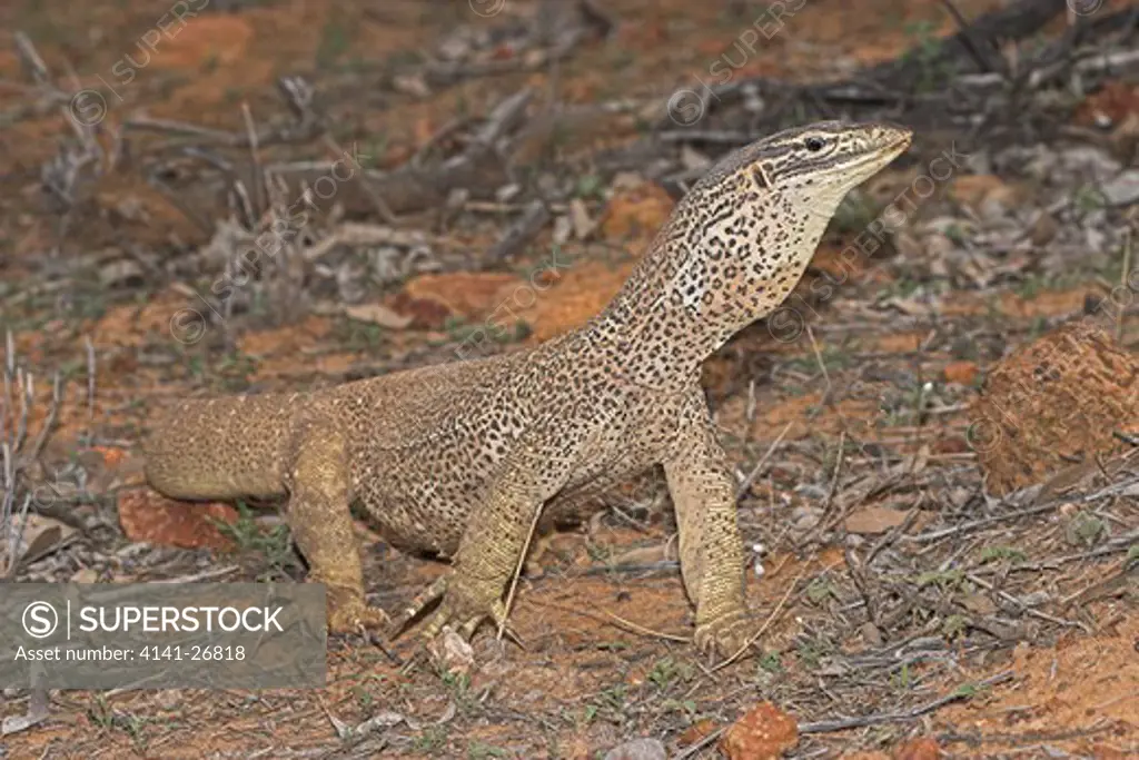yellow spotted monitor varanus panoptes large monitor lizard of northern australia