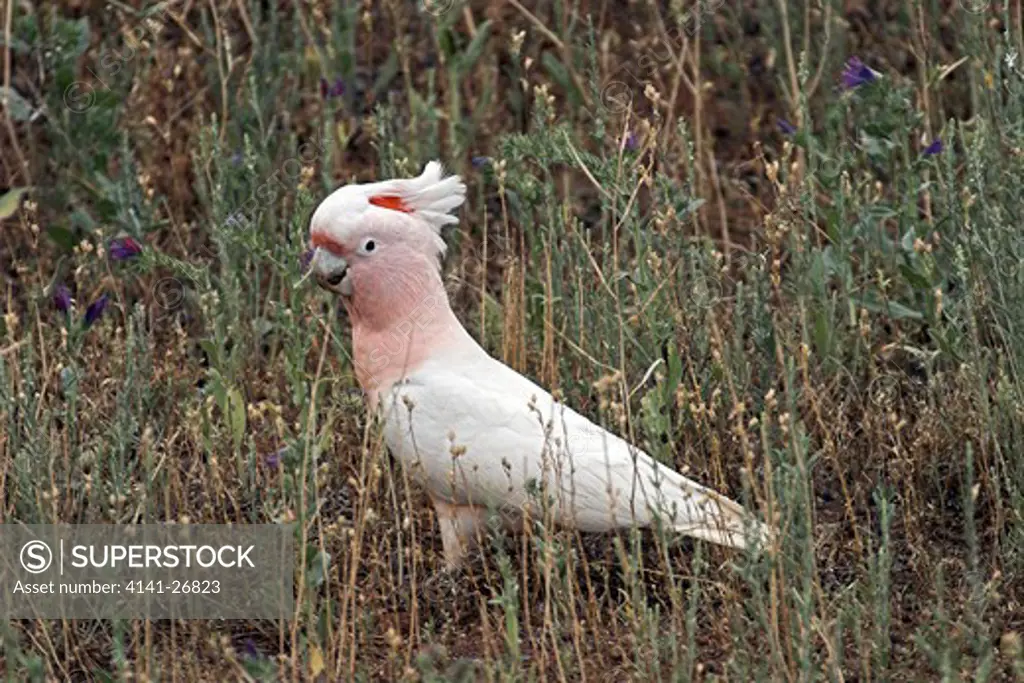 pink cockatoo or major mitchell's cacatua leadbeateri 