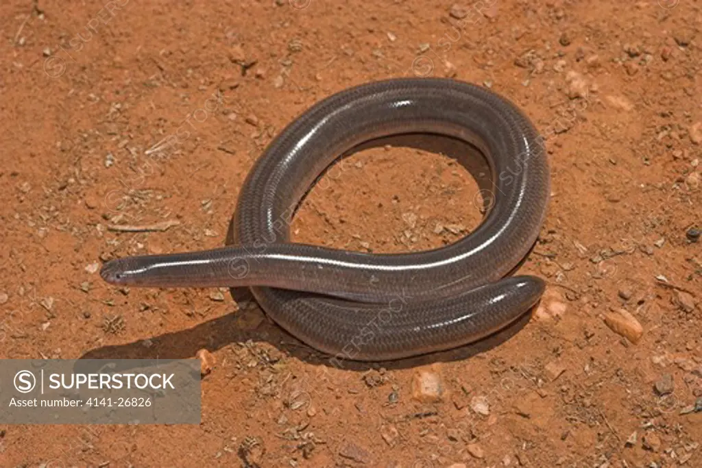 blind snake ramphotyphlops ligatus heavy built blind snake from inland regions of most australian states.