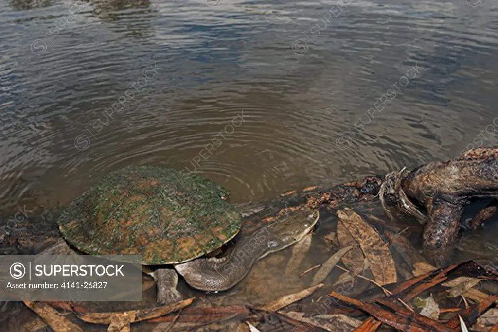 broad-shelled river turtle chelodina expansa large turtle from inland rivers of queensland and new south wales, australia