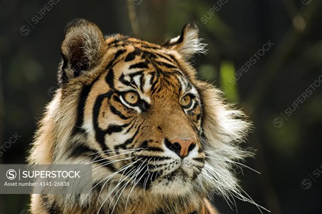 sumatran tiger panthera tigris sumatrae taronga zoo, sydney, australia