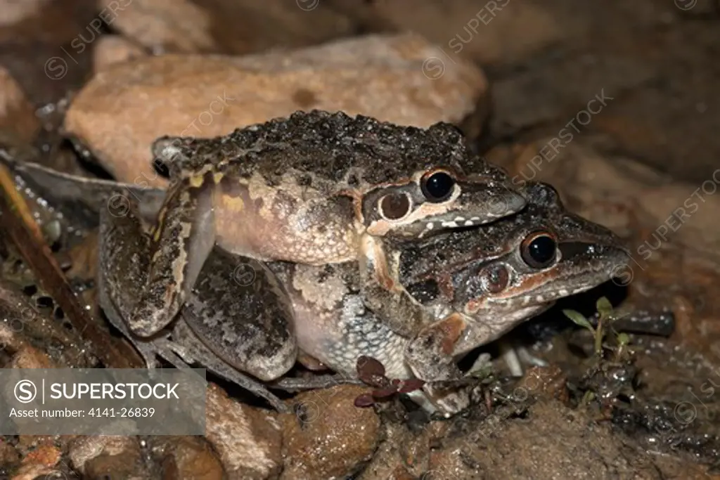 freycinet's frog litoria freycineti amplexing pair