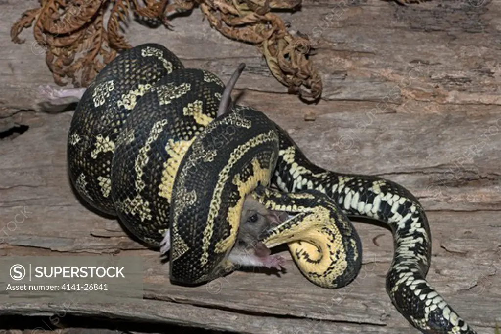 jungle carpet python morelia cheynei feeding on rat, species from tropical north queensland, austalia