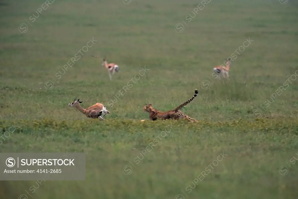 cheetah chasing grant's gazelle acinonyx jubatus serengeti national park, tanzania 