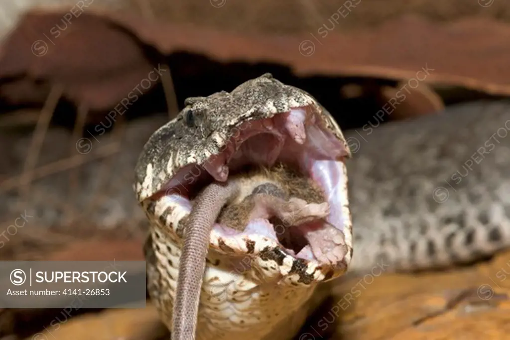 death adder acanthophis antarcticus feeding on mouse, showing mouth open and fang sheaths, highly venomous