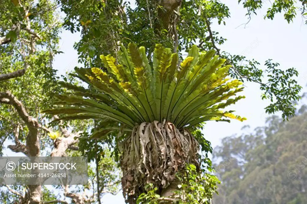 bird's nest fern asplenium australasicum in rainforest canopy, south coast new south wales, australia