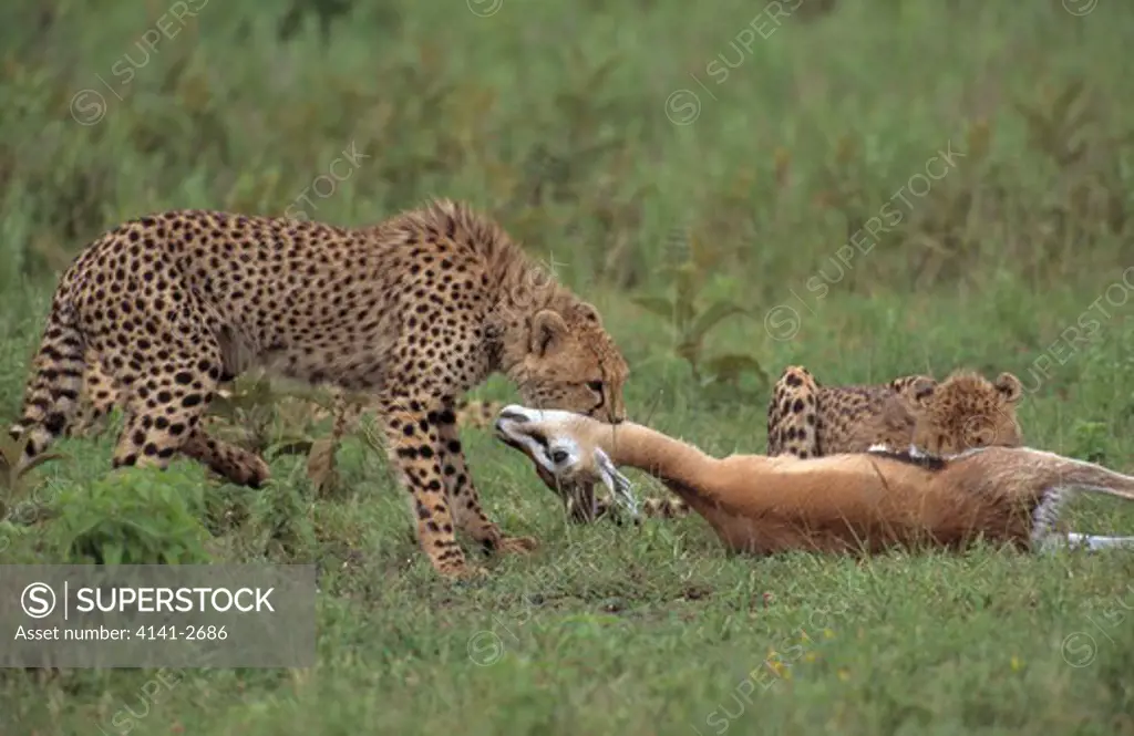 cheetah cubs starting to eat gazelle acinonyx jubatus serengeti national park, tanzania