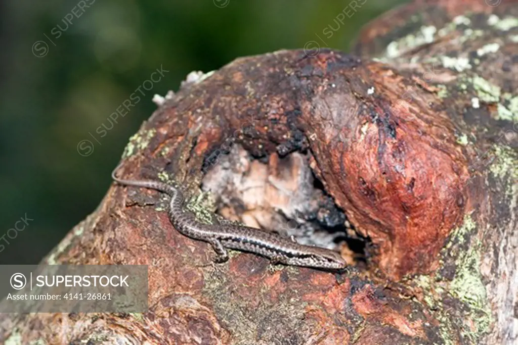 barred-sided skink eulamprus tenuis basking outside tree hollow small arboreal species of eastern ausralia.