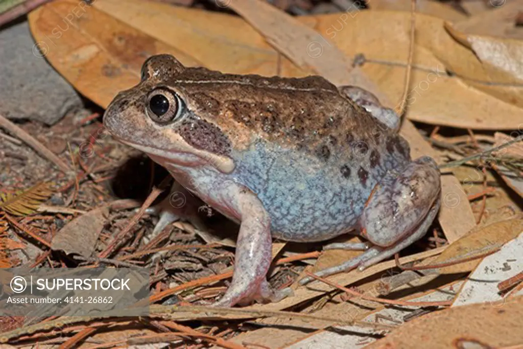 eastern banjo frog limnodynastes dumerilii insularis large burrowing frog from eastern australia.
