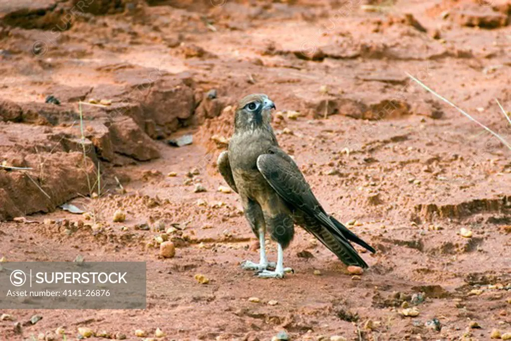brown falcon falco berigora kakadu national park, australia.
