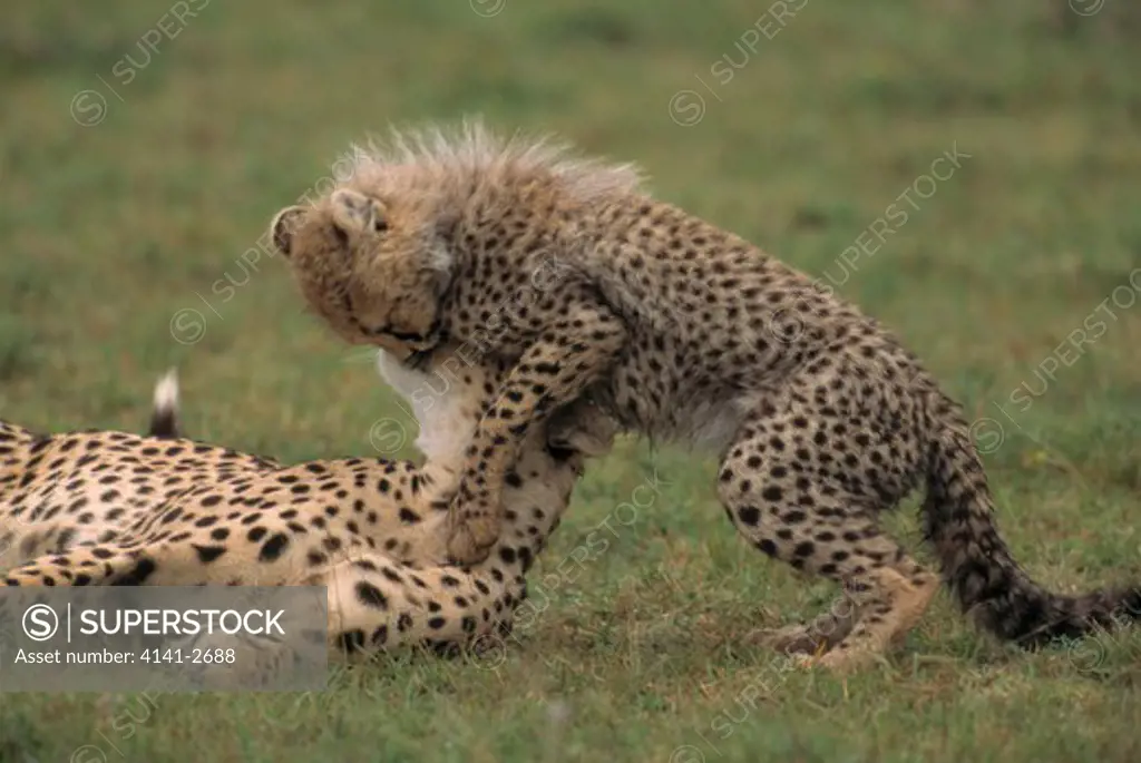 cheetah female & young playing acinonyx jubatus serengeti national park, tanzania 